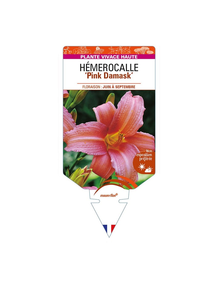 HEMEROCALLIS 'Pink Damask'