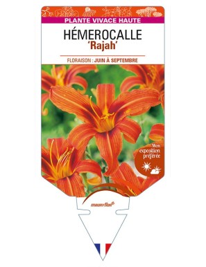 HEMEROCALLIS 'Rajah'