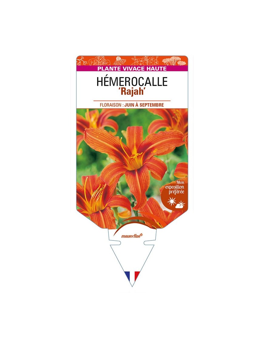 HEMEROCALLIS 'Rajah'
