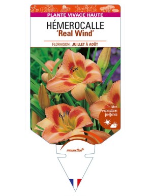 HEMEROCALLIS 'Real Wind'