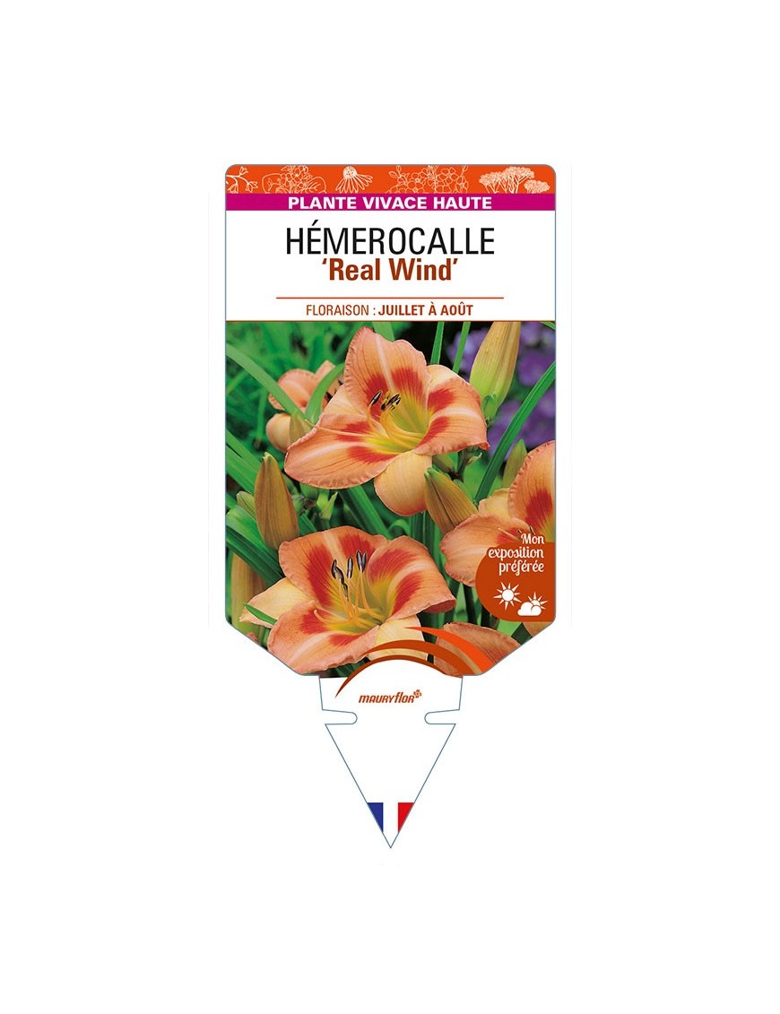 HEMEROCALLIS 'Real Wind'