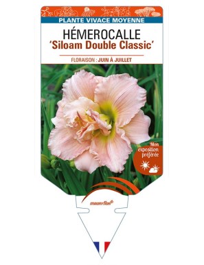 HEMEROCALLIS 'Siloam Double Classic'