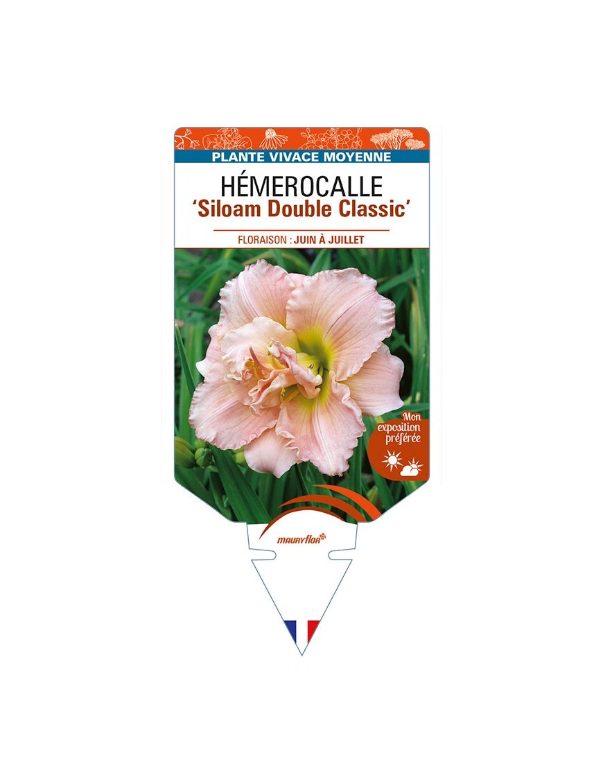 HEMEROCALLIS 'Siloam Double Classic'