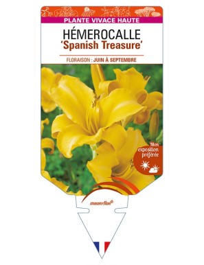 HEMEROCALLIS 'Spanish Treasure'