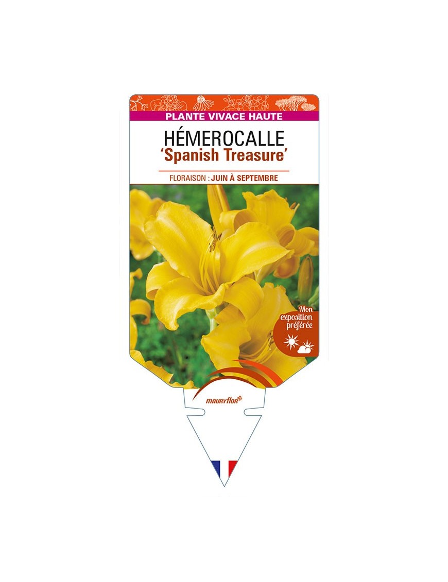 HEMEROCALLIS 'Spanish Treasure'