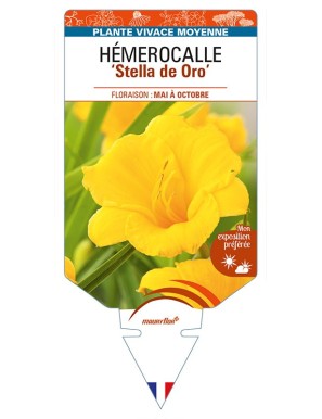 HEMEROCALLIS 'Stella de Oro'