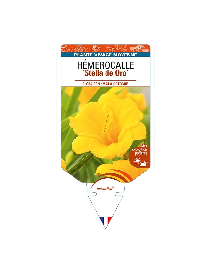 HEMEROCALLIS 'Stella de Oro'