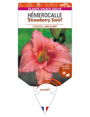HEMEROCALLIS 'Strawberry Swirl'