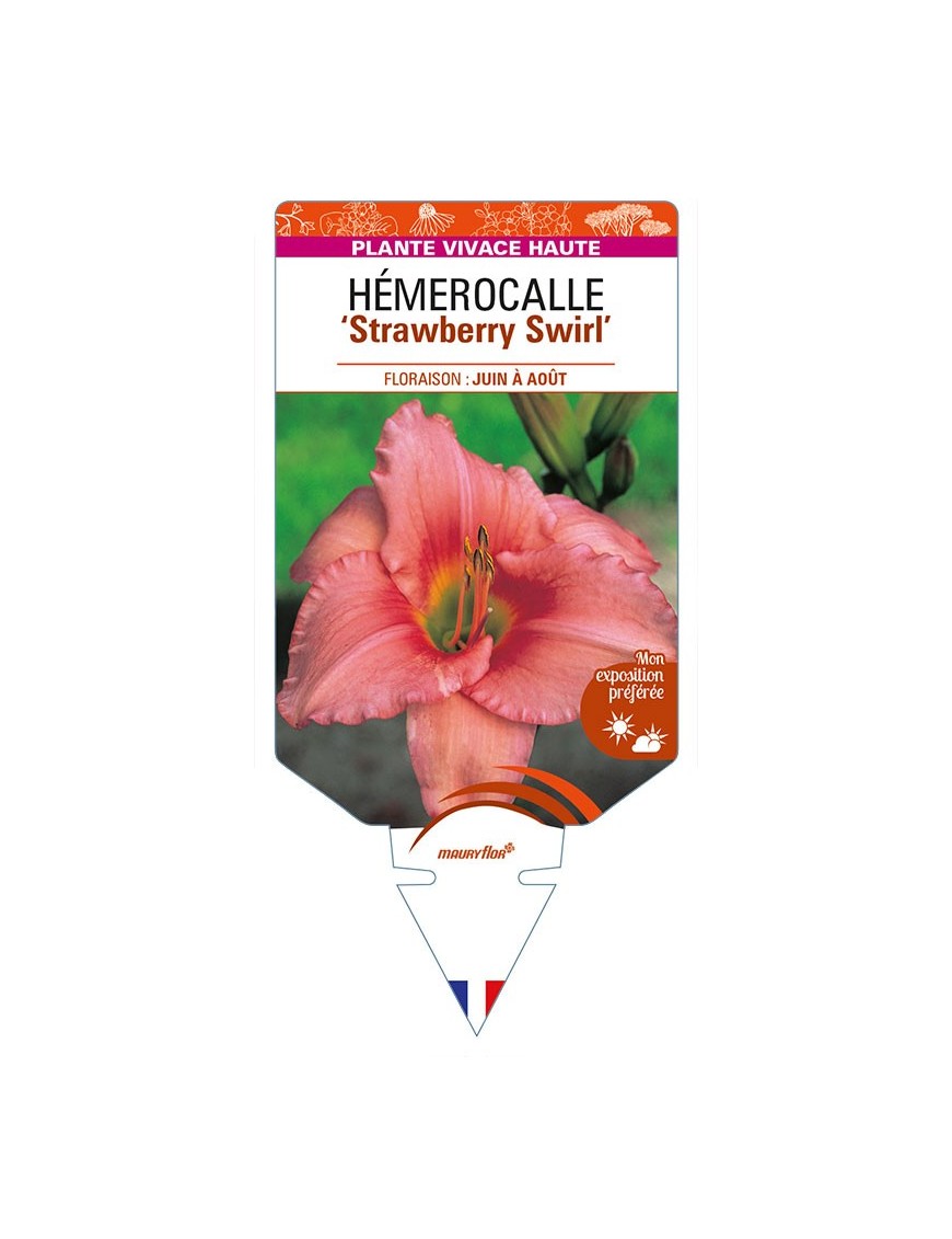 HEMEROCALLIS 'Strawberry Swirl'