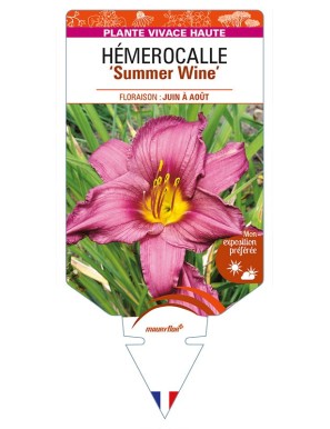 HEMEROCALLIS 'Summer Wine'