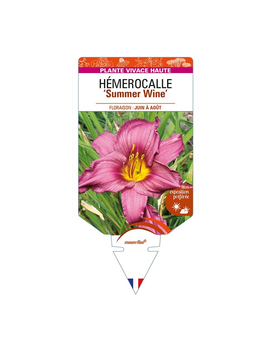 HEMEROCALLIS 'Summer Wine'