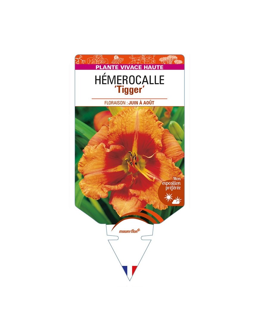 HEMEROCALLIS 'Tigger'
