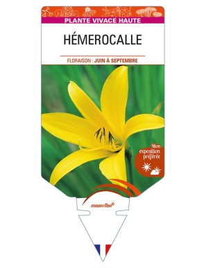 HEMEROCALLIS (citrina)