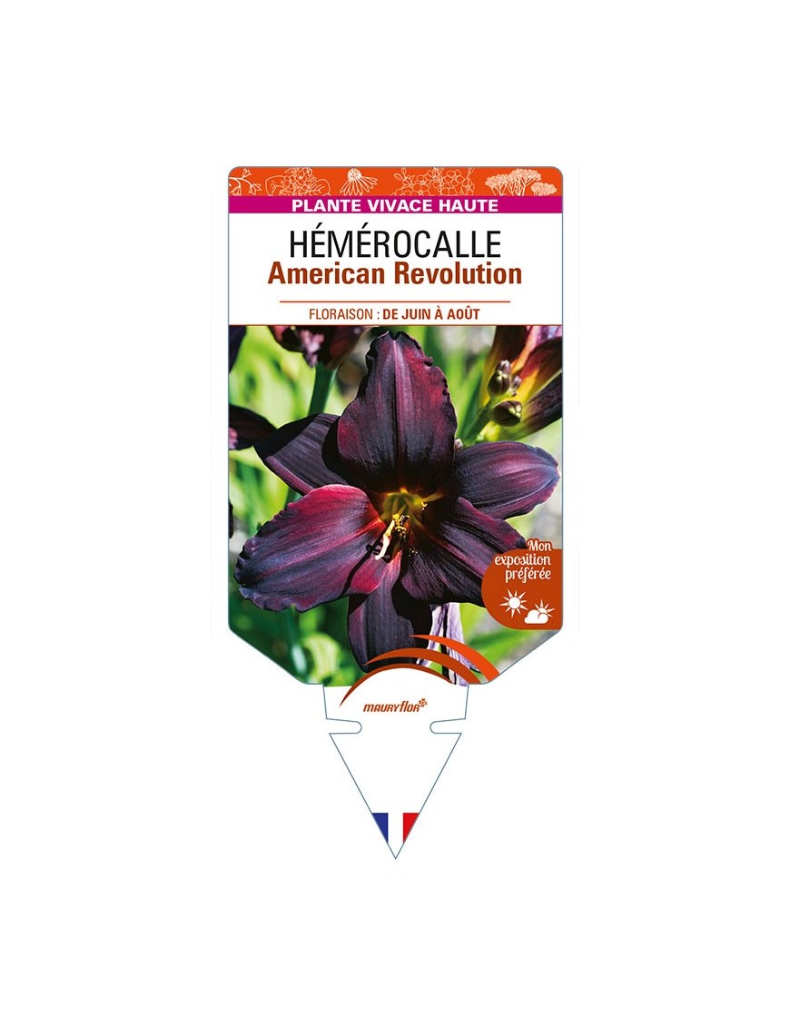 HEMEROCALLIS American Revolution
