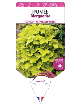 IPOMÉE MARGUERITE