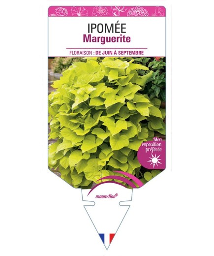 IPOMÉE MARGUERITE