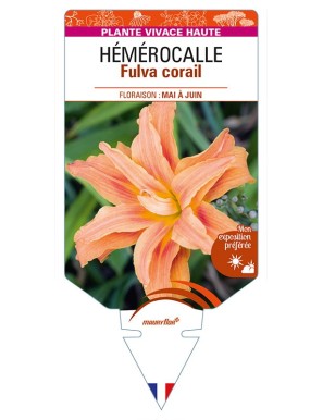HEMEROCALLIS Fulva corail