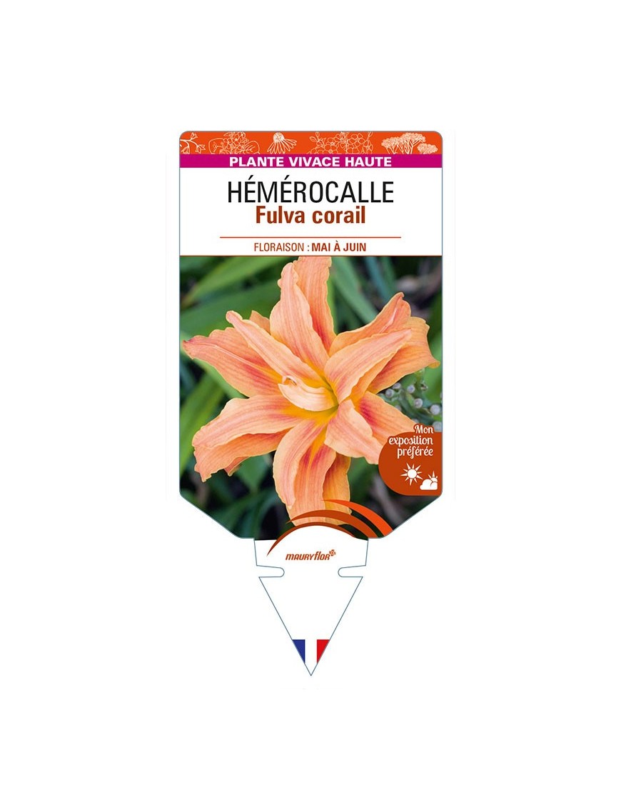 HEMEROCALLIS Fulva corail