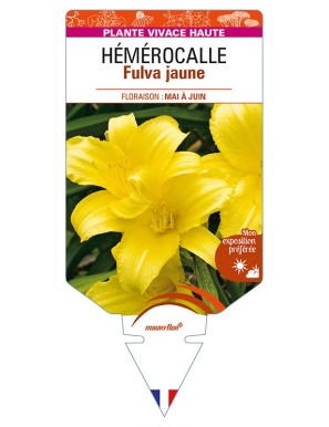 HEMEROCALLIS Fulva jaune