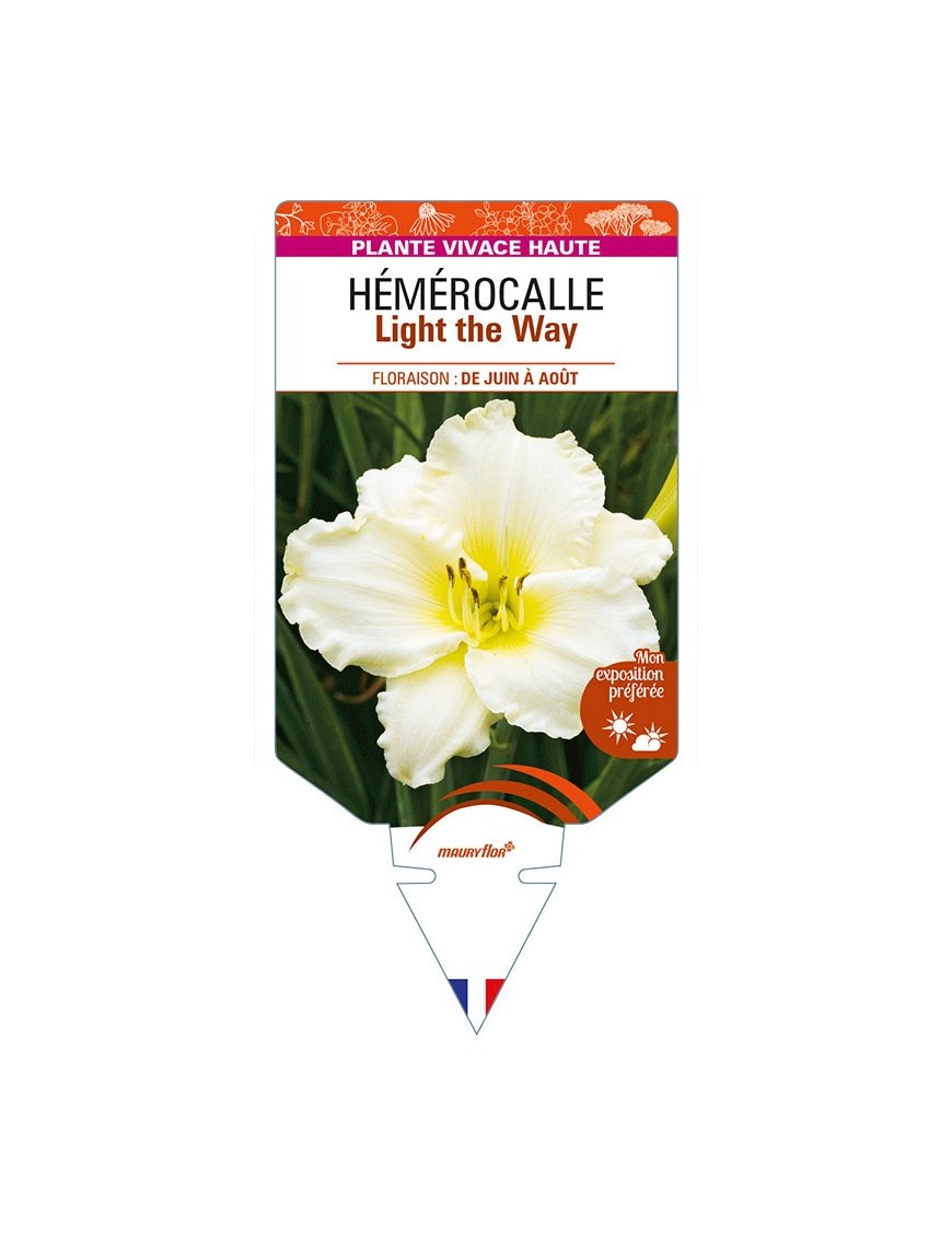 HEMEROCALLIS Light the Way