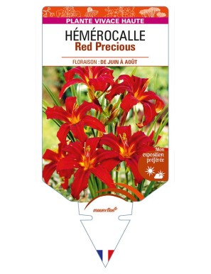 HEMEROCALLIS Red Precious