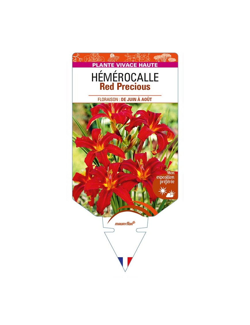 HEMEROCALLIS Red Precious