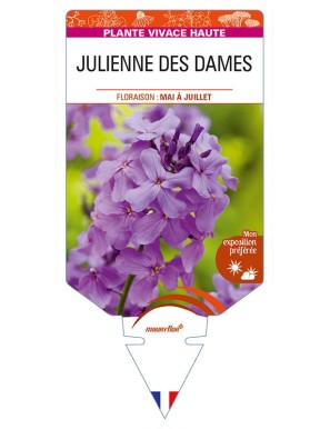 HESPERIS matronalis voir JULIENNE DES DAMES