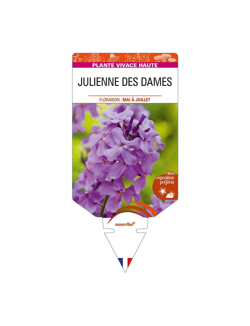 HESPERIS matronalis voir JULIENNE DES DAMES