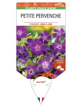 VINCA minor 'Atropurpurea' voir  PETITE PERVENCHE *