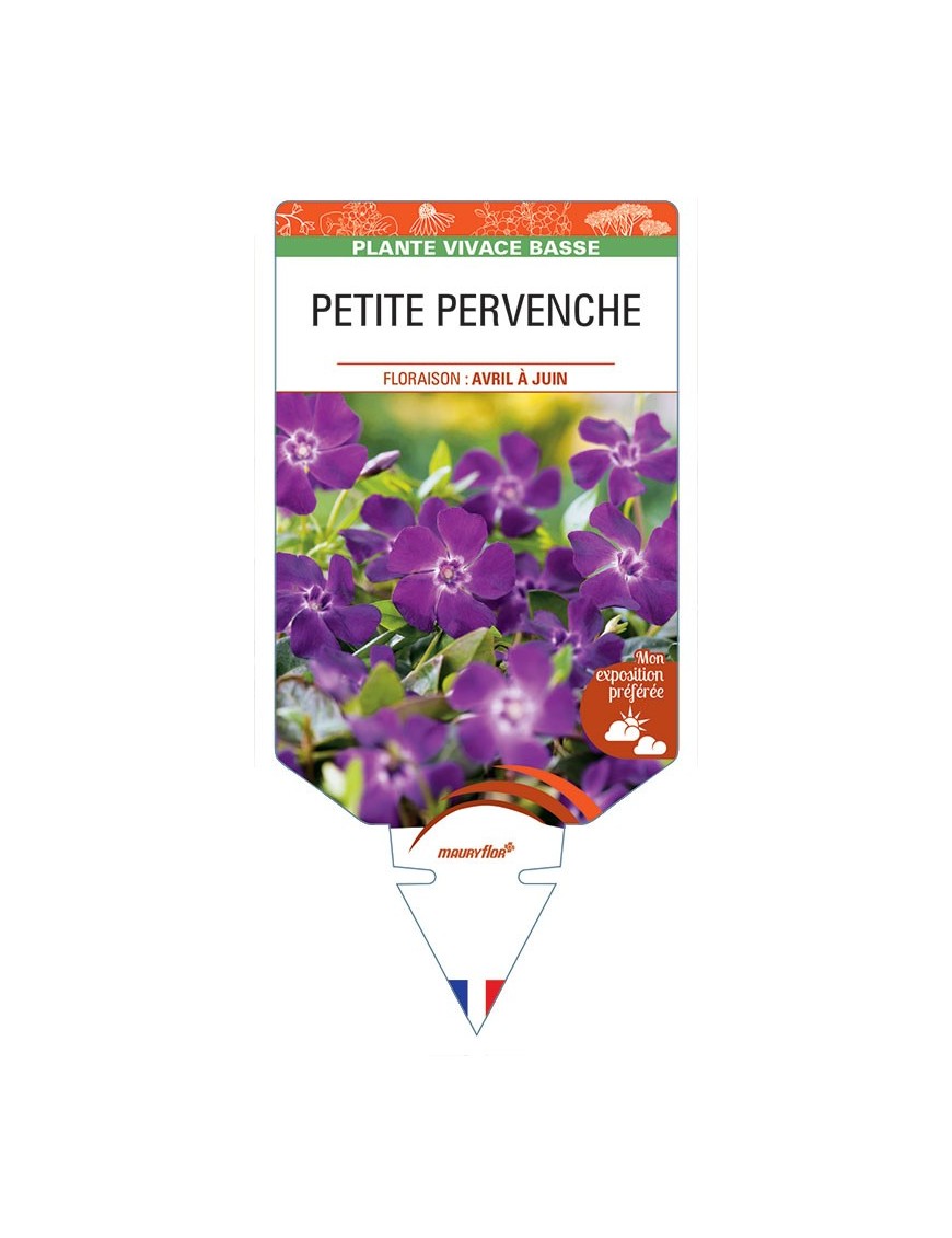 VINCA minor 'Atropurpurea' voir  PETITE PERVENCHE *