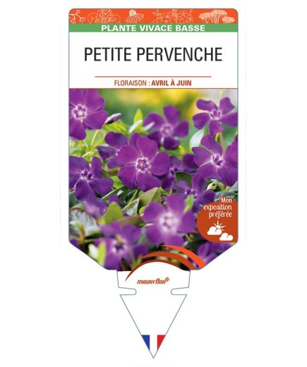 VINCA minor 'Atropurpurea' voir  PETITE PERVENCHE *