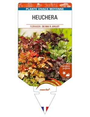 HEUCHERA
