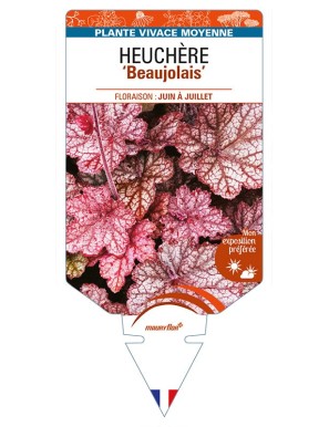 HEUCHERA 'Beaujolais'