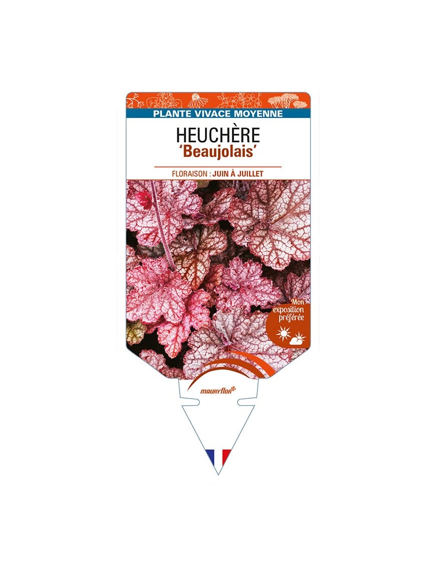HEUCHERA 'Beaujolais'