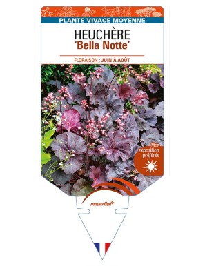 HEUCHERA 'Bella Notte'