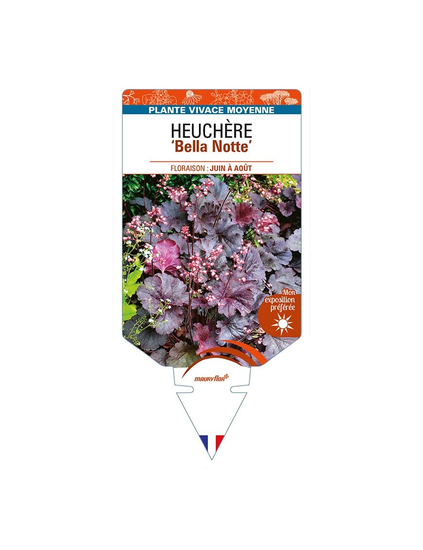 HEUCHERA 'Bella Notte'