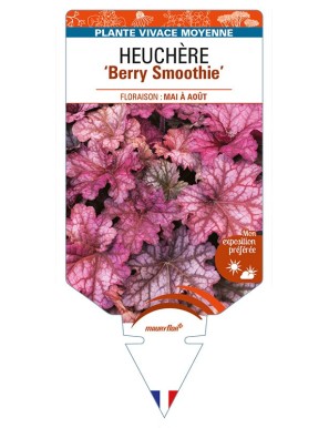 HEUCHERA 'Berry Smoothie'