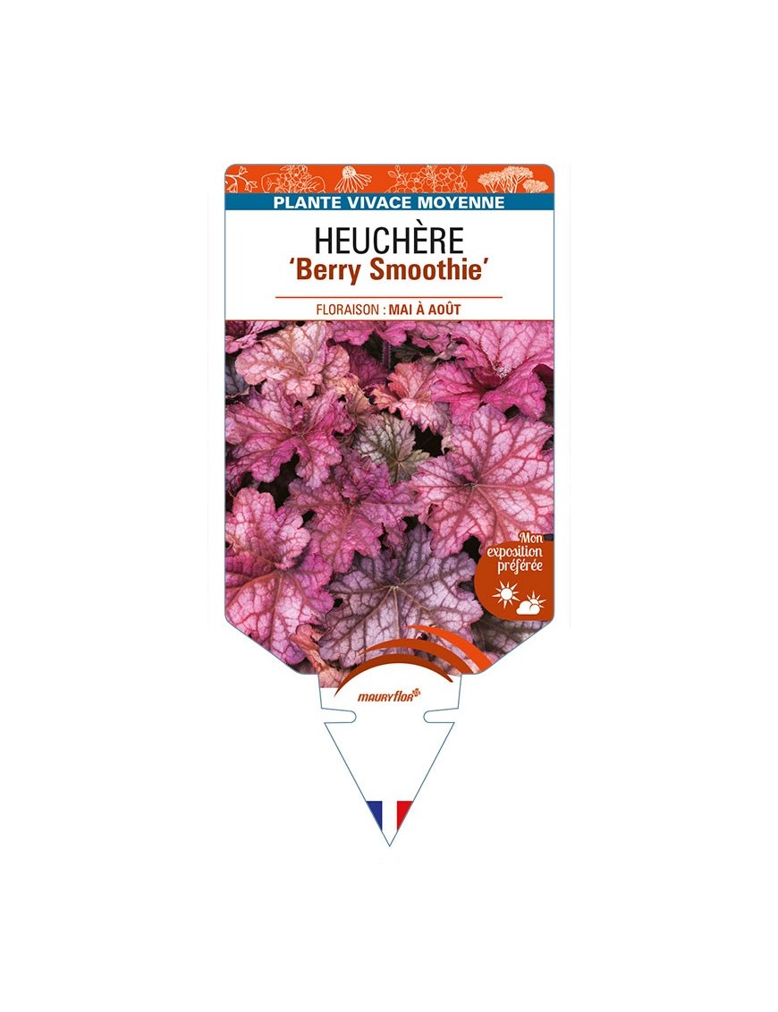HEUCHERA 'Berry Smoothie'