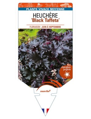 HEUCHERA 'Black Taffeta'