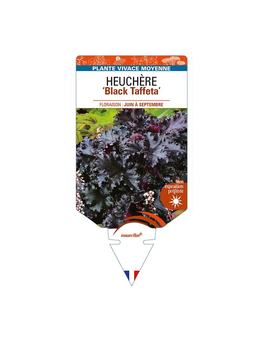 HEUCHERA 'Black Taffeta'