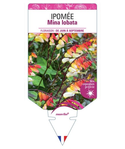 IPOMÉE MINA LOBATA
