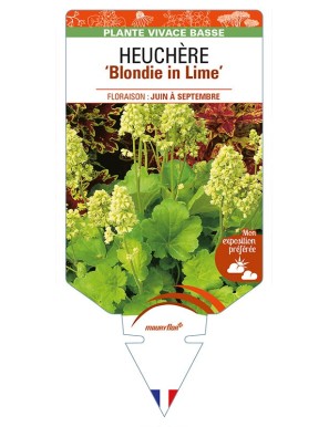 HEUCHERA 'Blondie in Lime'