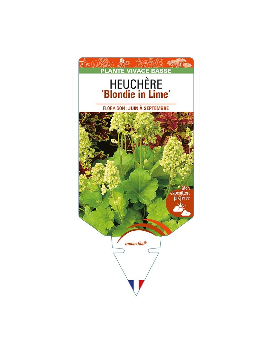HEUCHERA 'Blondie in Lime'