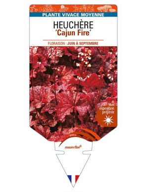 HEUCHERA 'Cajun Fire'