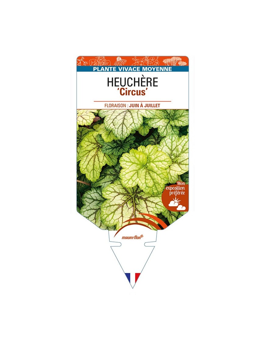 HEUCHERA 'Circus'