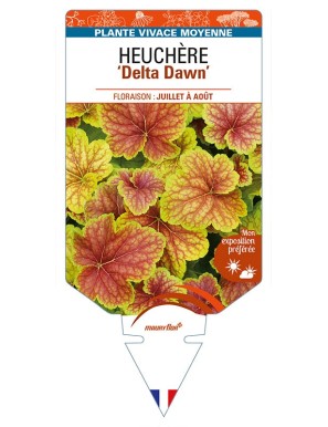 HEUCHERA 'Delta Dawn'