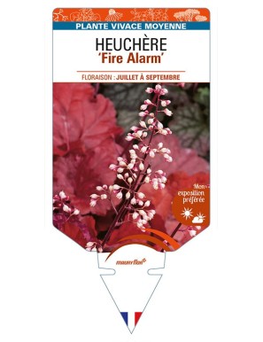 HEUCHERA 'Fire Alarm'