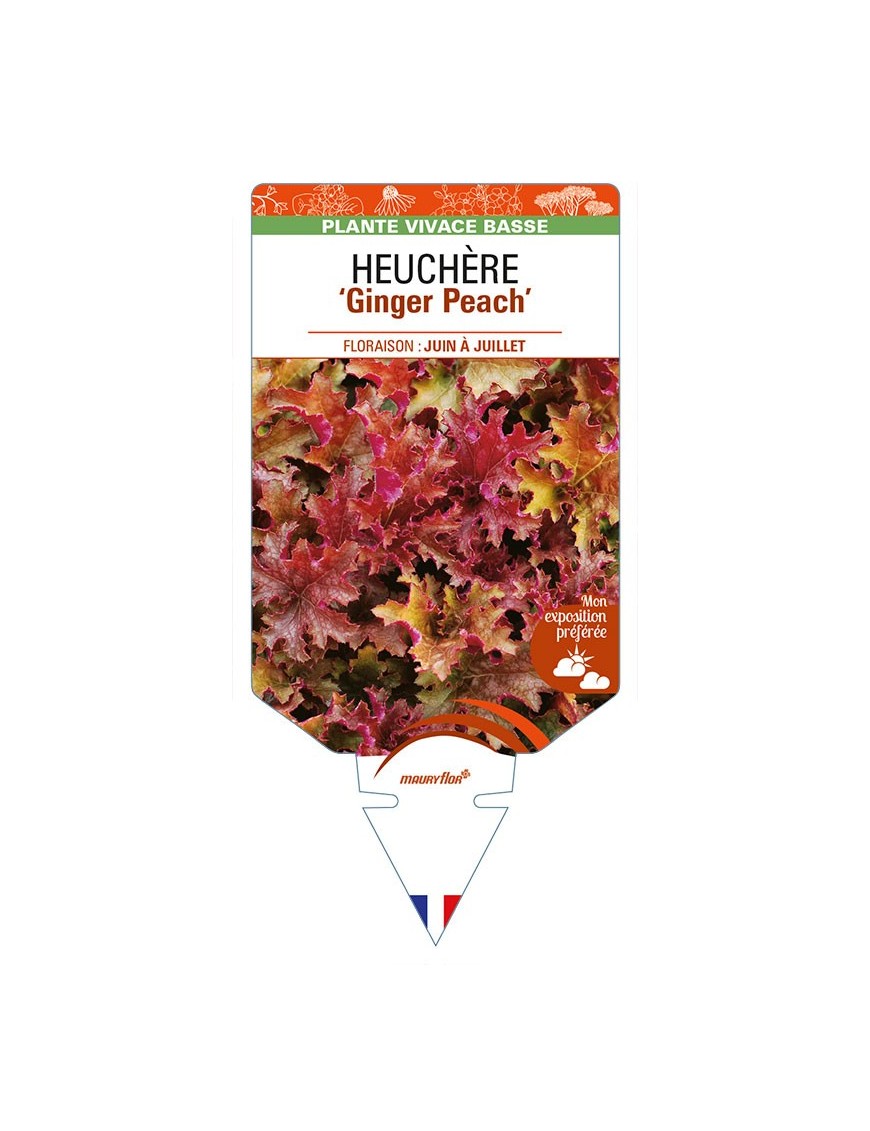 HEUCHERA 'Ginger Peach'