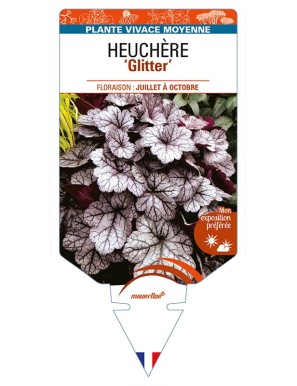 HEUCHERA 'Glitter'