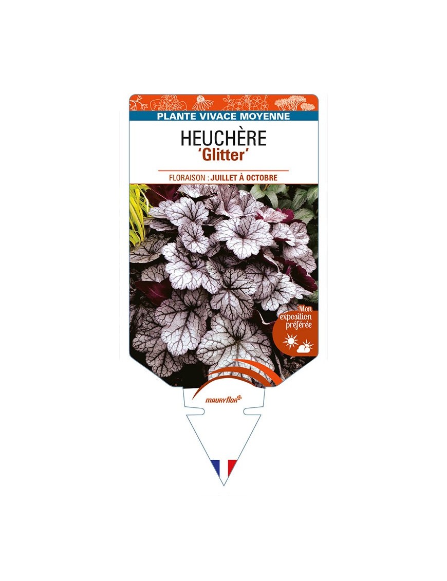 HEUCHERA 'Glitter'